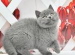 Irvis 2 - British Shorthair Cat For Sale - Los Angeles&comma; CA&comma; US