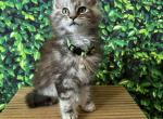 BIG BOY - Maine Coon Cat For Sale - Kansas City&comma; MO&comma; US