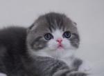 Atos - Scottish Fold Cat For Sale - Hollywood&comma; FL&comma; US