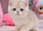 Vickie - British Shorthair Cat For Sale - Hollywood&comma; FL&comma; US