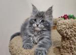 Dyson - Maine Coon Cat For Sale - Hollywood&comma; FL&comma; US