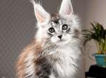 Symphony - Maine Coon Cat For Sale - Hollywood&comma; FL&comma; US