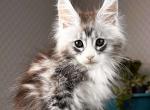 Tor - Maine Coon Cat For Sale - Hollywood&comma; FL&comma; US