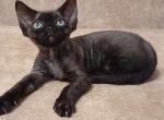 Arman - Devon Rex Cat For Sale - Norwalk&comma; CT&comma; US