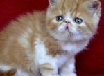Alen - Exotic Cat For Sale - Norwalk&comma; CT&comma; US