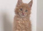 Diamond Polydactyl - Maine Coon Cat For Sale - Miami&comma; FL&comma; US