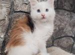 Halva - Maine Coon Cat For Sale - Miami&comma; FL&comma; US