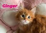 Ginger - Maine Coon Cat For Sale - Manchester Township&comma; NJ&comma; US
