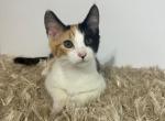 Elfin Calico Colorpoint Shorthair - Colorpoint Shorthair Cat For Sale - Rockford&comma; IL&comma; US