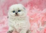 Adele - Scottish Fold Cat For Sale - Watertown&comma; NY&comma; US