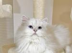 British long haired 3yo female kitty - Brazilian Shorthair Cat For Sale - Thornton&comma; CO&comma; US