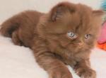 Spokki - British Shorthair Cat For Sale - Miami&comma; FL&comma; US