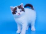 X Ray - British Shorthair Cat For Sale - Miami&comma; FL&comma; US