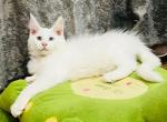 Vulf - Maine Coon Cat For Sale - Miami&comma; FL&comma; US