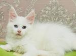 Ulya - Maine Coon Cat For Sale - Miami&comma; FL&comma; US
