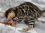 Rihanna - Bengal Cat For Sale - Norwalk&comma; CT&comma; US