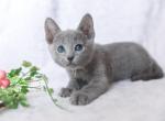 Perl - Russian Blue Cat For Sale - Pembroke Pines&comma; FL&comma; US