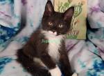 Brunehilde litter - Maine Coon Cat For Sale - Fort Worth&comma; TX&comma; US
