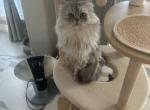 Chase - Ragamuffin Cat For Sale - Oklahoma City&comma; OK&comma; US