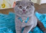 Alan - Scottish Fold Cat For Sale - Norwalk&comma; CT&comma; US