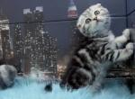 Alisa&lowbar; - Scottish Fold Cat For Sale - Norwalk&comma; CT&comma; US