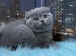 Afina - Scottish Fold Cat For Sale - Norwalk&comma; CT&comma; US