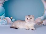 Barbie - Scottish Fold Cat For Sale - Brooklyn&comma; NY&comma; US