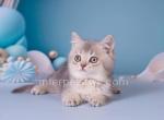 Bentley - Scottish Straight Cat For Sale - Brooklyn&comma; NY&comma; US