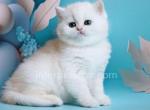 Daria - British Shorthair Cat For Sale - Brooklyn&comma; NY&comma; US