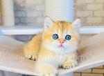 Tessie - British Shorthair Cat For Sale - Brooklyn&comma; NY&comma; US