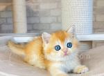 Foxy - British Shorthair Cat For Sale - Brooklyn&comma; NY&comma; US