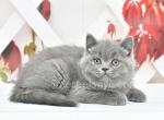 Victor - British Shorthair Cat For Sale - Brooklyn&comma; NY&comma; US