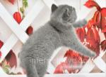 Viking - British Shorthair Cat For Sale - Brooklyn&comma; NY&comma; US