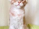 Victor Portare Felicita - Maine Coon Cat For Sale - Brooklyn&comma; NY&comma; US