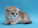 Zohan - Scottish Fold Cat For Sale - Brooklyn&comma; NY&comma; US