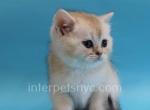Zefir - Scottish Straight Cat For Sale - Brooklyn&comma; NY&comma; US