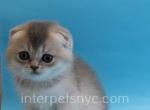 Zevs - Scottish Fold Cat For Sale - Brooklyn&comma; NY&comma; US