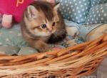 Mars - British Shorthair Cat For Sale - Brooklyn&comma; NY&comma; US