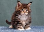 Ural - Maine Coon Cat For Sale - Hollywood&comma; FL&comma; US