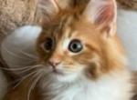 Tiger - Maine Coon Cat For Sale - Manchester Township&comma; NJ&comma; US