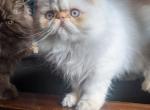 flame point - Himalayan Cat For Sale - Mora&comma; NM&comma; US