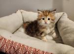 Bella - Siberian Cat For Sale - Chelsea&comma; MA&comma; US