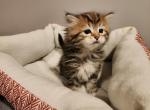Simba - Siberian Cat For Sale - Chelsea&comma; MA&comma; US