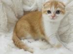 PUMPKIN male - Scottish Fold Cat For Sale - Sunnyvale&comma; CA&comma; US