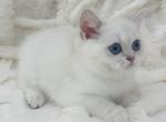 SKYE - Scottish Straight Cat For Sale - Sunnyvale&comma; CA&comma; US