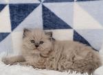 Callies male - Ragamuffin Cat For Sale - Poplar Grove&comma; IL&comma; US