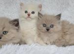 Callies's kittens - Ragdoll Cat For Sale - Poplar Grove&comma; IL&comma; US