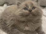 Lion - Ragdoll Cat For Sale - Saugerties&comma; NY&comma; US