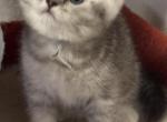 Stallone - British Shorthair Cat For Sale - OR&comma; US