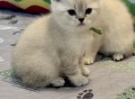 Keaton - British Shorthair Cat For Sale - OR&comma; US